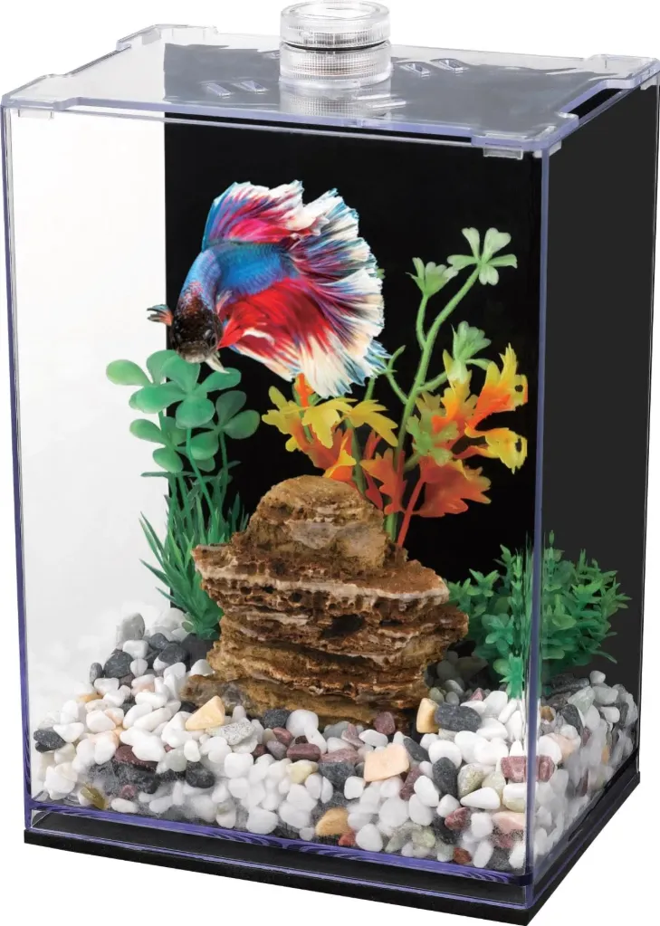 Fish Aquarium For Beta Fish