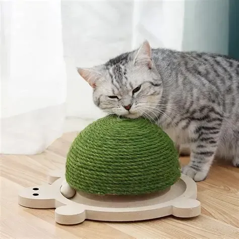 Scratcher Turtle