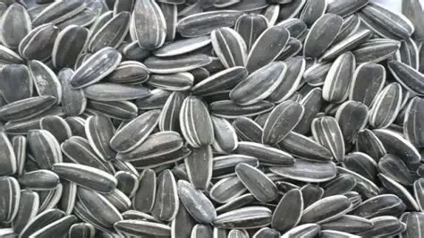 شوال بزر شمس 12كغ