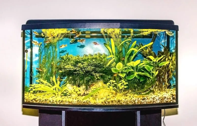 Fish Tank XL