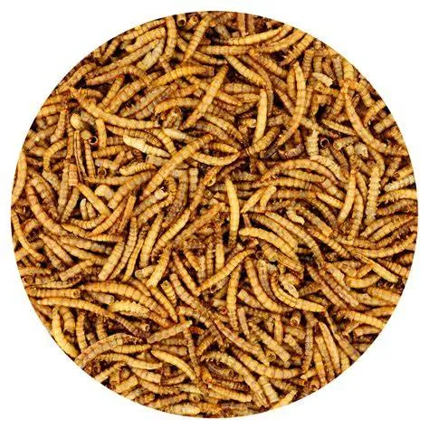 Dried Mealworms