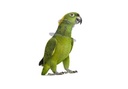 Bird Hygienic Anti-Bite Protective Collar 20Cm